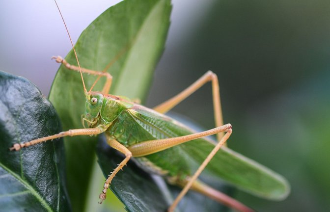 Für Manche Heuschrecken ist der Klimawandel ein Problem – doch nicht für alle. (Symbolbild)<span class='image-autor'>Foto: Felix Kästle/dpa/dpa-tmn</span>