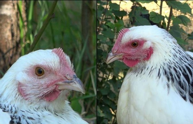 Die linke Henne ist den Angaben zufolge im Ruhezustand und daher ist ihr Gesicht nur leicht rot gefärbt. Rechts sieht man ein stark errötetes Gesicht, nachdem das Huhn eine negative Erfahrung gemacht hat.<span class='image-autor'>Foto: INRAE - Bertin and Arnould/EurekAlert/dpa</span>