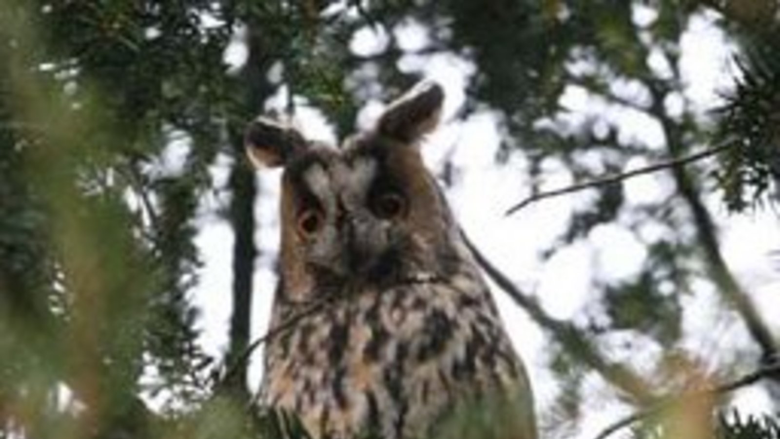 Die Schönheit namens Waldohreule  im Vaihinger Baum. Foto: Rücker