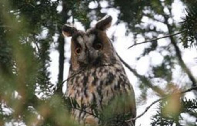 Die Schönheit namens Waldohreule  im Vaihinger Baum. Foto: Rücker