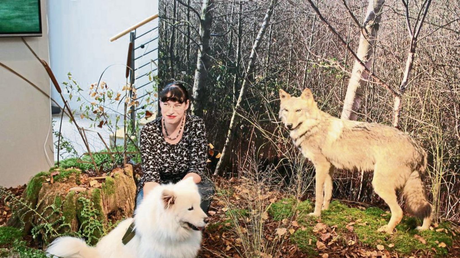 Prähistorikerin Andrea Skamletz mit ihrem Schlittenhund Tisha im Stadtmuseum Sachsenheim – im Hintergrund ein präparierter Wolf. „Die Zähmung des Wolfs“ heißt die Ausstellung, die morgen eröffnet wird, Fotos: Bögel Prähistorikerin Andrea Skamletz mit ihrem Schlittenhund Tisha im Stadtmuseum Sachsenheim – im Hintergrund ein präparierter Wolf. „Die Zähmung des Wolfs“ heißt die Ausstellung, die morgen eröffnet wird, Fotos: Bögel