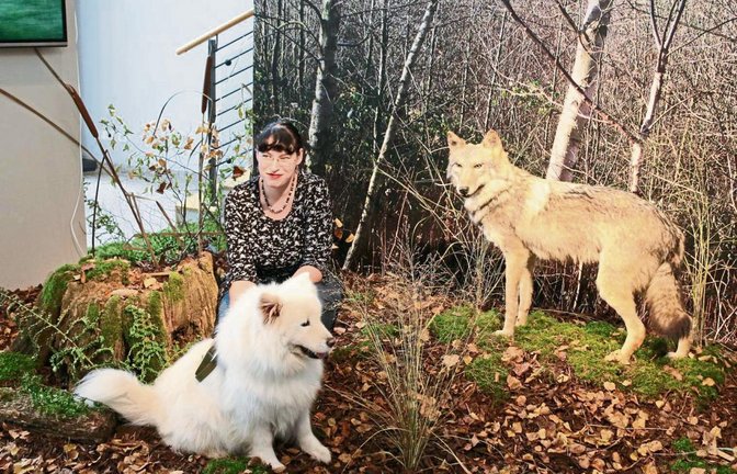 Prähistorikerin Andrea Skamletz mit ihrem Schlittenhund Tisha im Stadtmuseum Sachsenheim – im Hintergrund ein präparierter Wolf. „Die Zähmung des Wolfs“ heißt die Ausstellung, die morgen eröffnet wird, Fotos: Bögel