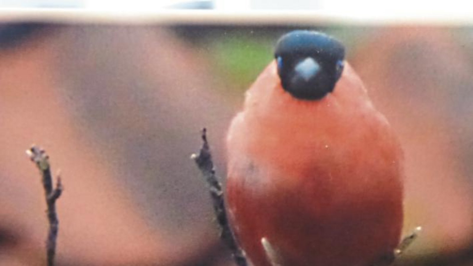 Dieses prächtige Dompfaffmännchen hat die Horrheimerin Ingrid Auer in ihrem Garten vor die Linse bekommen. Der Gimpel, wie die Vogelart auch heißt, ist im Landkreis Ludwigsburg bei der Stunde der Wintervögel 2018 des Nabu 42-mal gezählt worden und erhält damit den schönen Verweis „Tendenz stark steigend“. Wohl keiner kann so melancholisch flöten wie dieser Finkenvogel. Dieses prächtige Dompfaffmännchen hat die Horrheimerin Ingrid Auer in ihrem Garten vor die Linse bekommen. Der Gimpel, wie die Vogelart auch heißt, ist im Landkreis Ludwigsburg bei der Stunde der Wintervögel 2018 des Nabu 42-mal gezählt worden und erhält damit den schönen Verweis „Tendenz stark steigend“. Wohl keiner kann so melancholisch flöten wie dieser Finkenvogel.