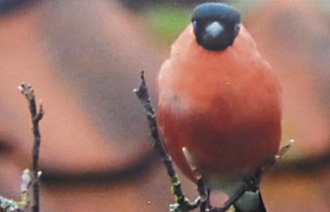 Dieses prächtige Dompfaffmännchen hat die Horrheimerin Ingrid Auer in ihrem Garten vor die Linse bekommen. Der Gimpel, wie die Vogelart auch heißt, ist im Landkreis Ludwigsburg bei der Stunde der Wintervögel 2018 des Nabu 42-mal gezählt worden und erhält damit den schönen Verweis „Tendenz stark steigend“. Wohl keiner kann so melancholisch flöten wie dieser Finkenvogel.