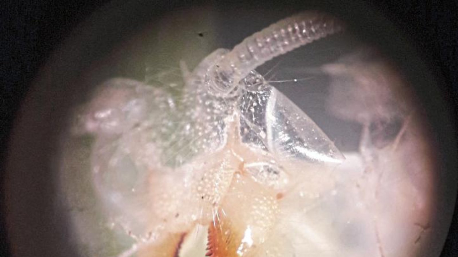 Beißerchen aus Chitin grüßen beim Blick durch die Stereolupe – wer hat sich gehäutet? Foto: sr Beißerchen aus Chitin grüßen beim Blick durch die Stereolupe – wer hat sich gehäutet? Foto: sr