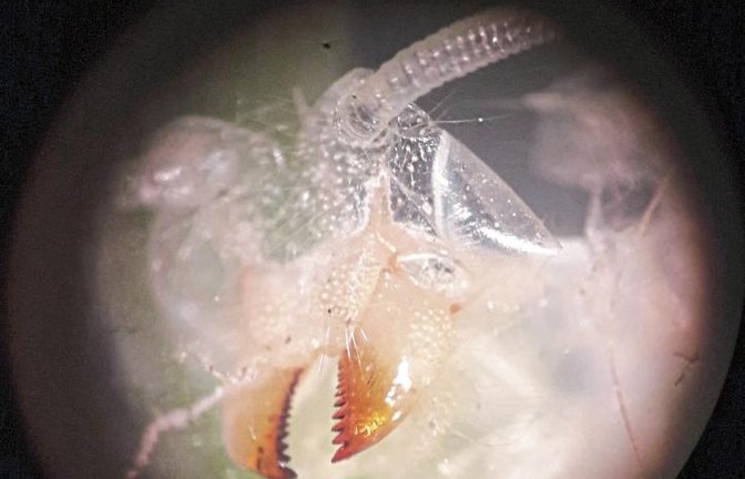 Beißerchen aus Chitin grüßen beim Blick durch die Stereolupe – wer hat sich gehäutet? Foto: sr