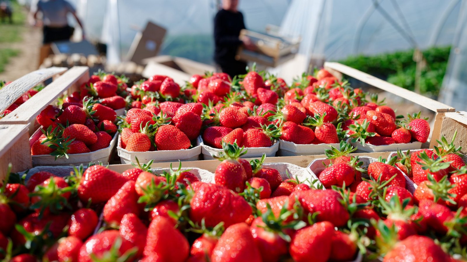 Verbraucher können aktuell besonders günstig Erdbeeren kaufen. (Archivbild)Foto: Uwe Anspach/dpa Verbraucher können aktuell besonders günstig Erdbeeren kaufen. (Archivbild)Foto: Uwe Anspach/dpa