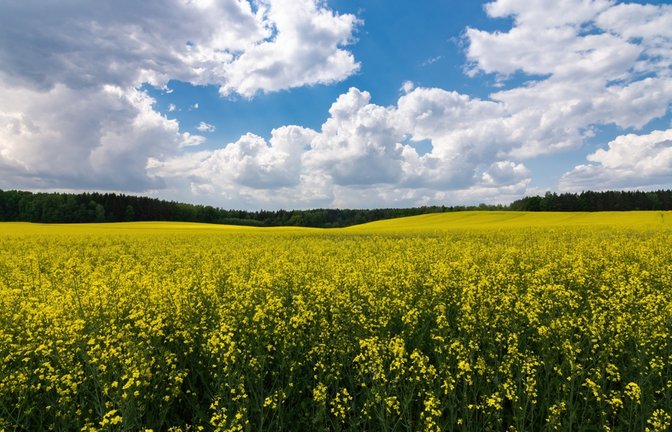 Siebenschläfertag: Was ist dran an der 7-Wochen-Wetterregel?<span class='image-autor'>Foto: gluuker/ Shutterstock</span>