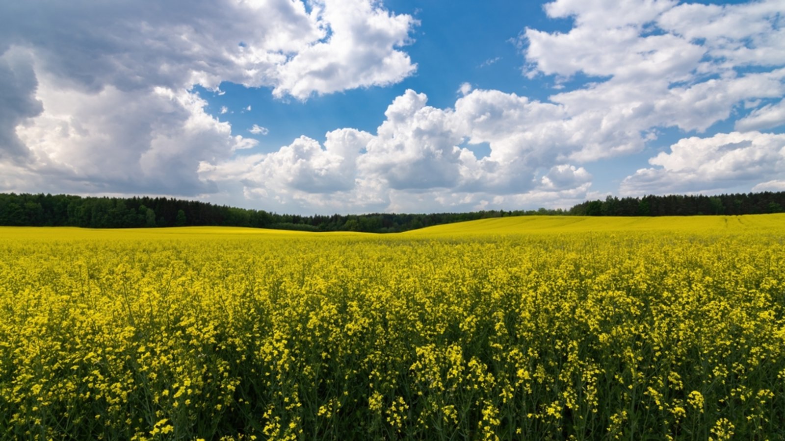 Siebenschläfertag: Was ist dran an der 7-Wochen-Wetterregel?Foto: gluuker/ Shutterstock Siebenschläfertag: Was ist dran an der 7-Wochen-Wetterregel?Foto: gluuker/ Shutterstock