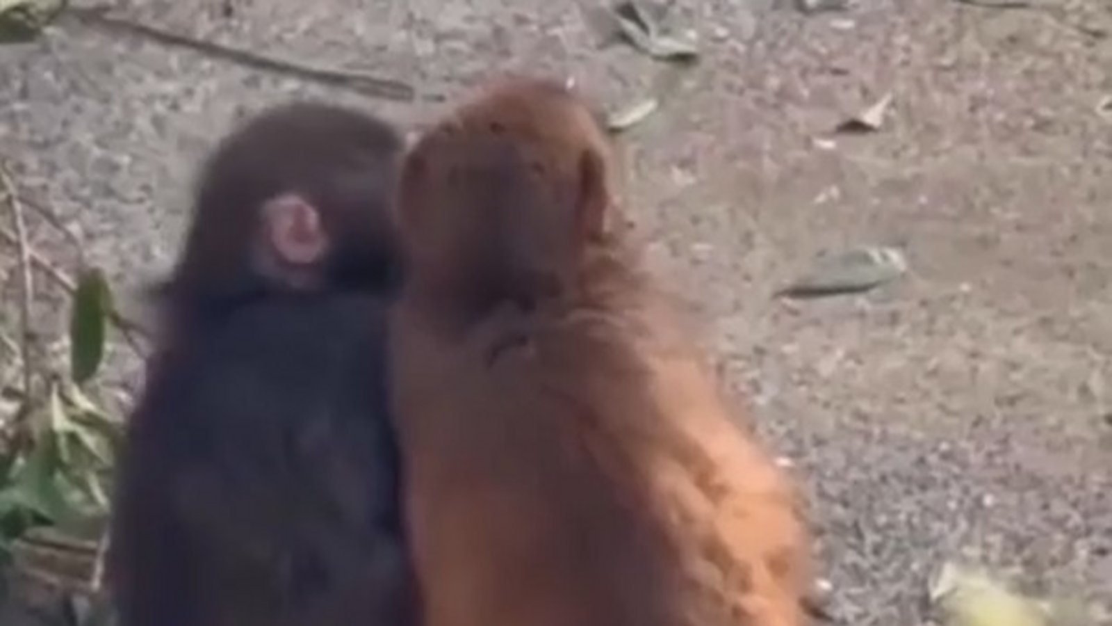 Affenbaby Punch aus Japan, bekannt durch seinen Stoffaffen, hat nun sogar eine echte Freundin gefunden. Alles über seine berührende Geschichte und die Makaken.Foto: Reddit Affenbaby Punch aus Japan, bekannt durch seinen Stoffaffen, hat nun sogar eine echte Freundin gefunden. Alles über seine berührende Geschichte und die Makaken.Foto: Reddit