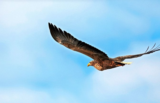 Im Januar  segelte dieser mächtige Seeadler über dem Ostalbkreis.<span class='image-autor'>Foto: Albert Schäfer</span>