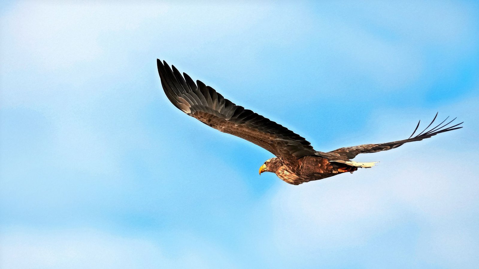 Im Januar segelte dieser mächtige Seeadler über dem Ostalbkreis.Foto: Albert Schäfer Im Januar segelte dieser mächtige Seeadler über dem Ostalbkreis.Foto: Albert Schäfer