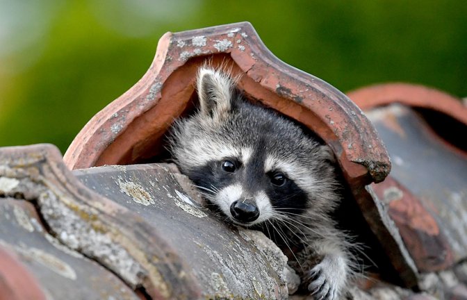 Waschbären machen sich in vielen Städten breit – auch in Stuttgart sind schon Tiere entdeckt worden.<span class='image-autor'>Foto: Britta Pedersen/dpa-Zentralbild/</span>
