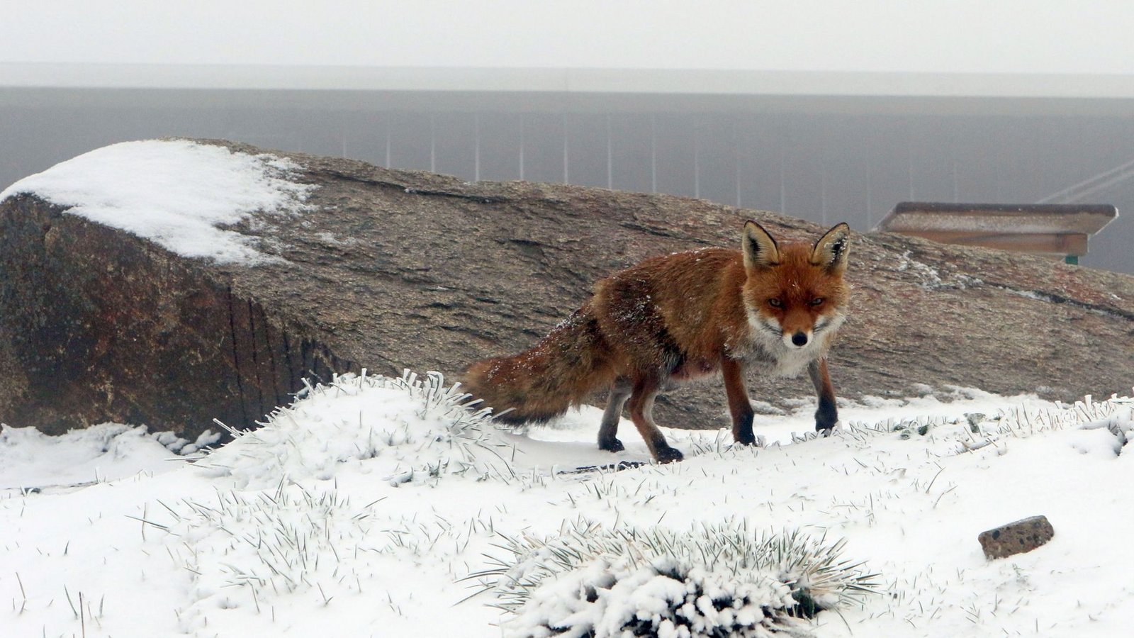Wenn die Eisheiligen kommen, dann kann es auf dem Brocken im Harz auch mal schneien.Foto: dpa/Matthias Bein Wenn die Eisheiligen kommen, dann kann es auf dem Brocken im Harz auch mal schneien.Foto: dpa/Matthias Bein