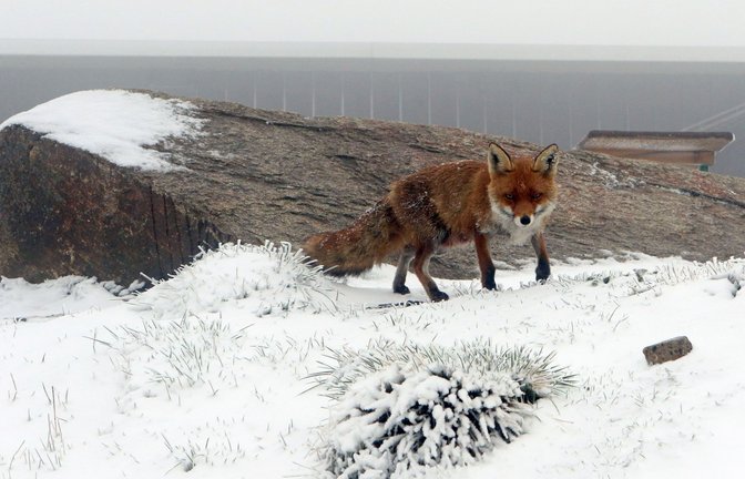 Wenn die Eisheiligen kommen, dann kann es auf dem Brocken im Harz auch mal schneien.<span class='image-autor'>Foto: dpa/Matthias Bein</span>