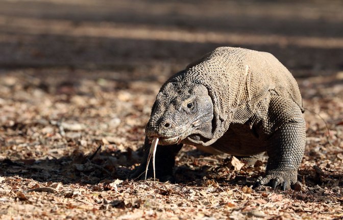 Foto: imago/blickwinkel