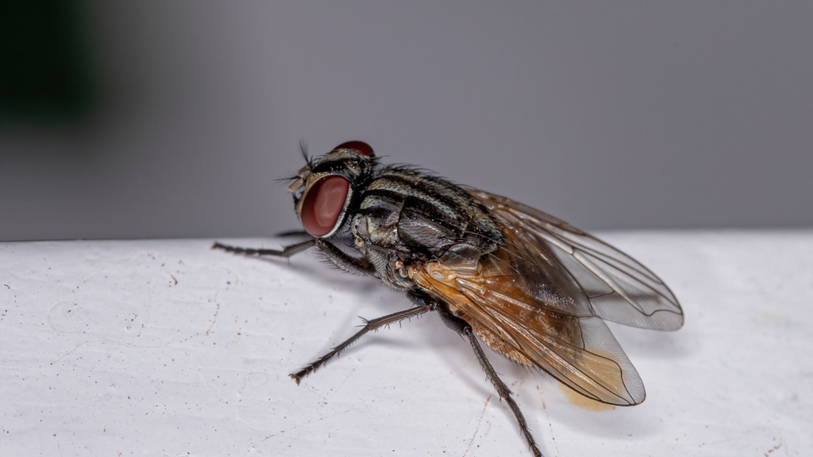 In diesem Artikel erfahren Sie, warum Fliegen in die Wohnung kommen, auch wenn die Fenster geschlossen sind. (6 mögliche Gründe)Foto: Vinicius R. Souza / Shutterstock.com In diesem Artikel erfahren Sie, warum Fliegen in die Wohnung kommen, auch wenn die Fenster geschlossen sind. (6 mögliche Gründe)Foto: Vinicius R. Souza / Shutterstock.com