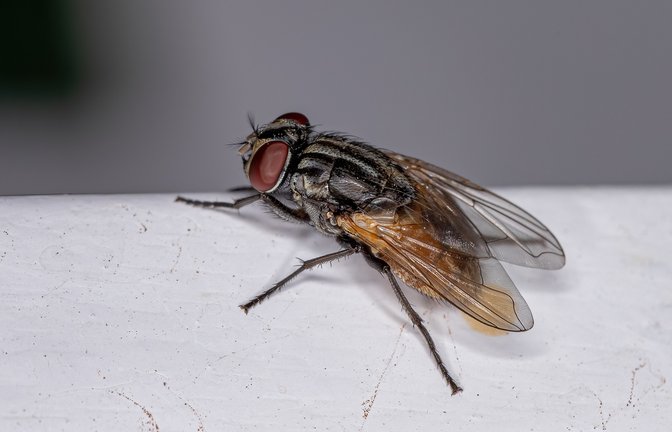 In diesem Artikel erfahren Sie, warum Fliegen in die Wohnung kommen, auch wenn die Fenster geschlossen sind. (6 mögliche Gründe)<span class='image-autor'>Foto: Vinicius R. Souza / Shutterstock.com</span>