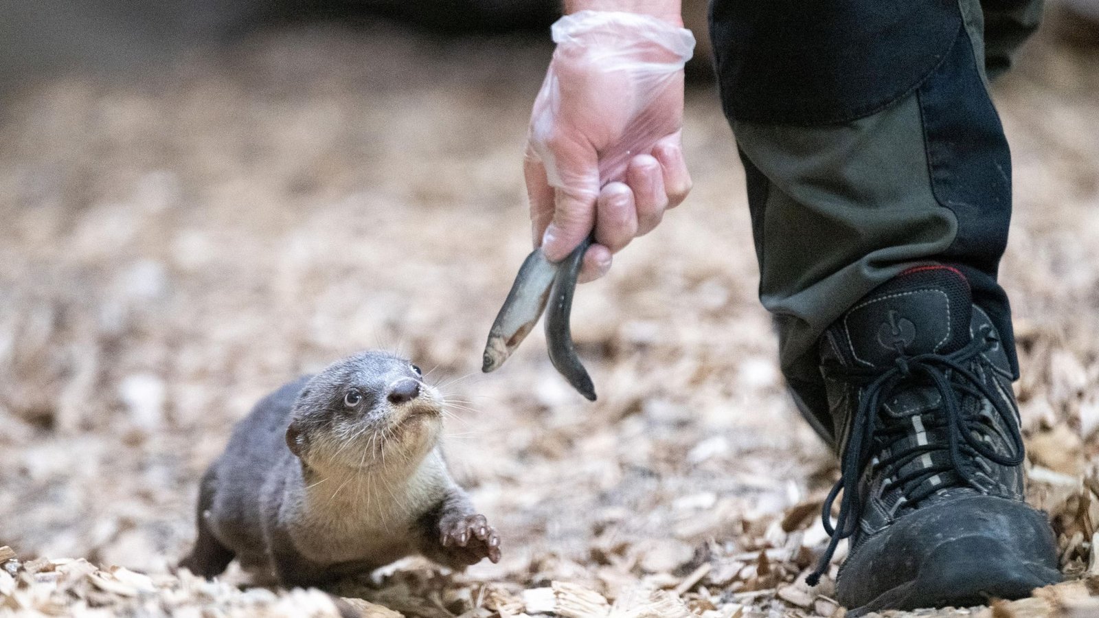Öffentliche Fütterungen im Zoo könnten reduziert werden (Symbolbild).Foto: Sebastian Kahnert/dpa/Sebastian Kahnert Öffentliche Fütterungen im Zoo könnten reduziert werden (Symbolbild).Foto: Sebastian Kahnert/dpa/Sebastian Kahnert