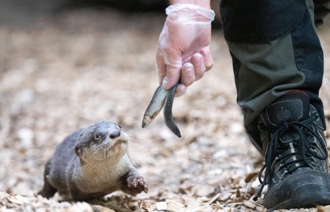 Öffentliche Fütterungen im Zoo könnten reduziert werden (Symbolbild).<span class='image-autor'>Foto: Sebastian Kahnert/dpa/Sebastian Kahnert</span>