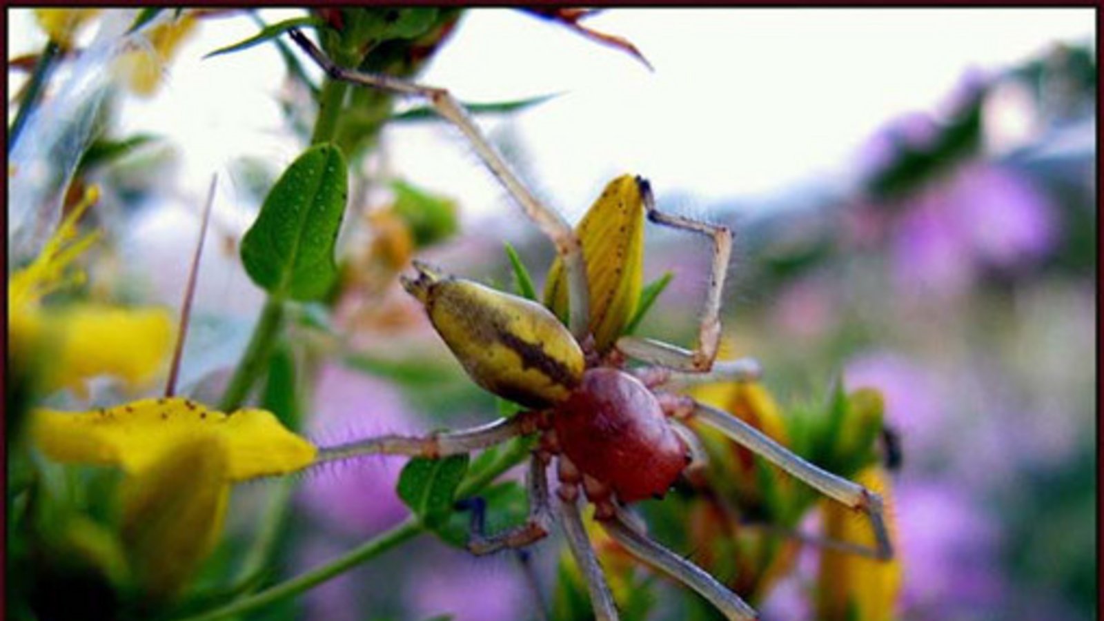 Das könnte der Ammen-Dornfinger sein. Foto: Thalhäuser