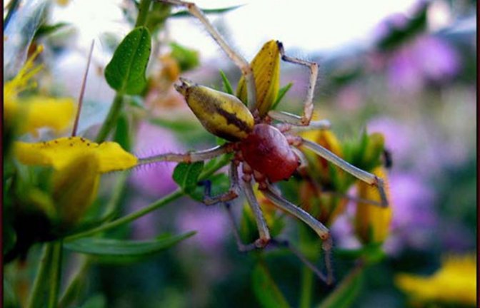 Das könnte der Ammen-Dornfinger sein. Foto: Thalhäuser