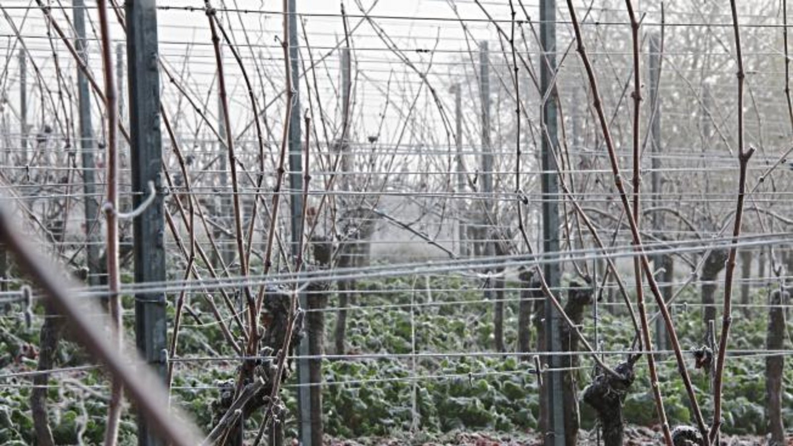Frost im Weinberg. Foto: Bögel