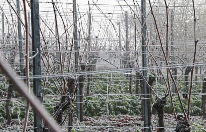 Frost im Weinberg. Foto: Bögel