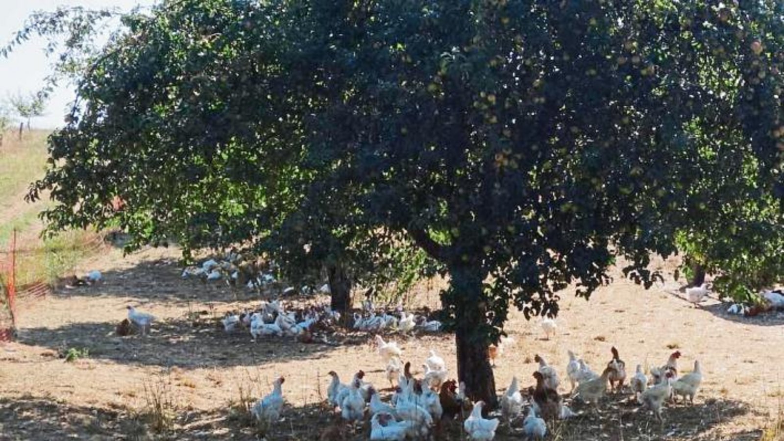 VKZ-Wettertipp für heiße Tage: Immer schön im Schatten bleiben. Foto: Rücker