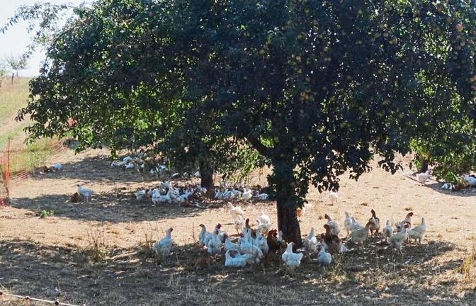 VKZ-Wettertipp für heiße Tage: Immer schön im Schatten bleiben. Foto: Rücker