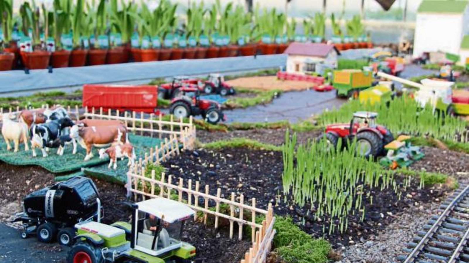 Zum letzten Mal wird am kommenden Wochenende auf dem Rosenhof Beutler in Horrheim eine große Landmaschinen-Ausstellung en miniature zu sehen sein. Der 15-jährige Adrian Beutler hat dafür noch einmal mehr als 200 landwirtschaftliche Geräte im Maßstab 1:32 zusammengetragen und sie in eine detailgetreue Landschaft mit Bauernhöfen, Äckern und Viehweiden integriert. Zu entdecken gibt es außerdem eine Getreideannahme, einen Landmaschinenhändler, eine Biogas-Anlage und noch vieles mehr. Besichtigt werden kann die Anlage im Rahmen der Amaryllis-Schau am Samstag (17. Dezember) von 10 bis 19 Uhr und am Sonntag (18. Dezember) von 11 bis 17 Uhr. Foto: Gergen