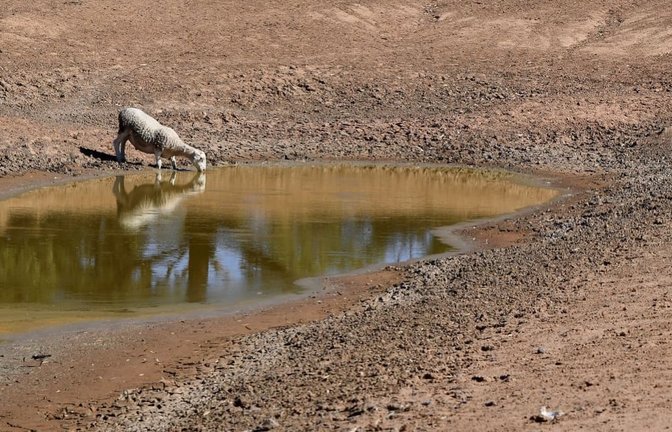 Ein Schaf trinkt aus einer fast ausgetrockneten Wasserstelle.<span class='image-autor'>Dean Lewins/AAP/dpa</span>