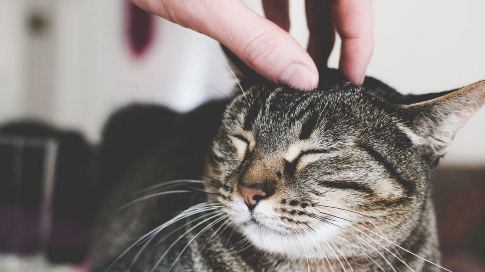Erfahren Sie, wie und warum Katzen schnurren. Das bedeutet das Schnurren von Katzen.Foto: K and M / Shutterstock.com