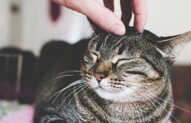 Erfahren Sie, wie und warum Katzen schnurren. Das bedeutet das Schnurren von Katzen.<span class='image-autor'>Foto: K and M / Shutterstock.com</span>