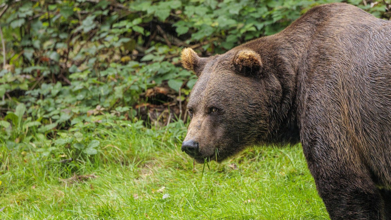 Ein Bär hat in Bayern Schafe getötet. (Symbolfoto)Foto: IMAGO/Dominik Kindermann/IMAGO/Dominik Kindermann Ein Bär hat in Bayern Schafe getötet. (Symbolfoto)Foto: IMAGO/Dominik Kindermann/IMAGO/Dominik Kindermann