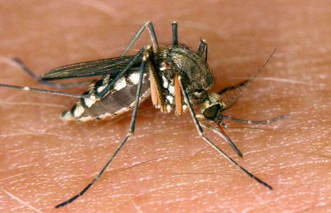Eine Mücke saugt Blut aus der Haut eines Menschen.<span class='image-autor'>Foto: Andre/s Landner/dpa</span>
