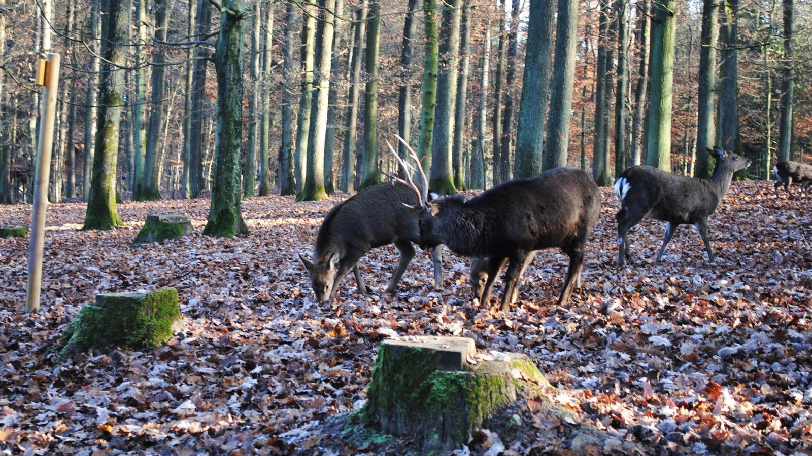 Das Wildparadies Tripsdrill bietet eine Übernacht im Baumhaus an – inklusive Cupcakes und Sekt.Foto: Annette Frühauf Das Wildparadies Tripsdrill bietet eine Übernacht im Baumhaus an – inklusive Cupcakes und Sekt.Foto: Annette Frühauf