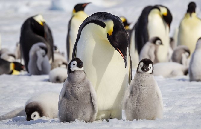 Kaiserpinguine ziehen auf dem antarktischen Eis ihre Jungtiere groß.<span class='image-autor'>Foto: imago/Danita Delimont</span>