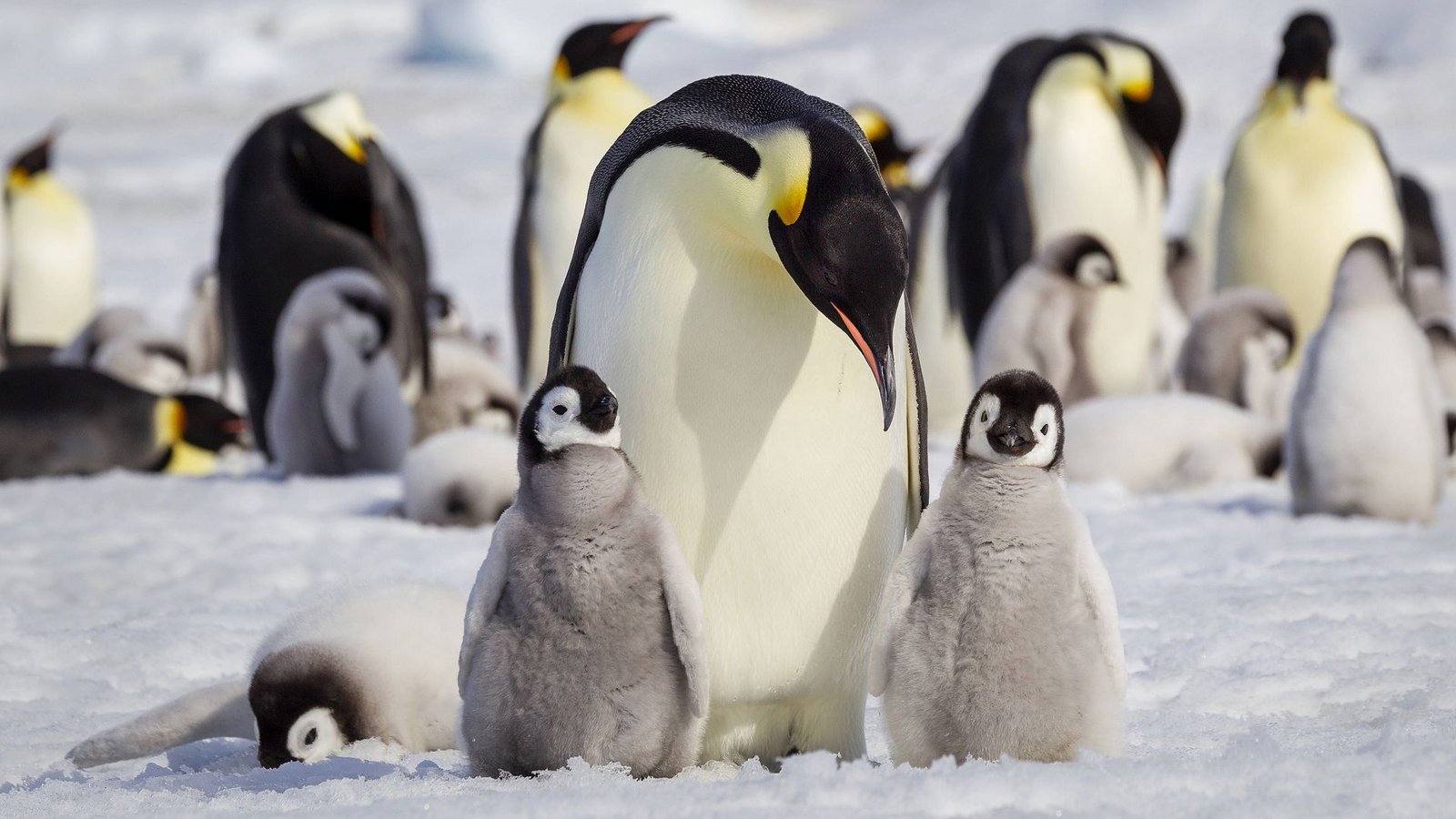 Kaiserpinguine ziehen auf dem antarktischen Eis ihre Jungtiere groß.Foto: imago/Danita Delimont Kaiserpinguine ziehen auf dem antarktischen Eis ihre Jungtiere groß.Foto: imago/Danita Delimont