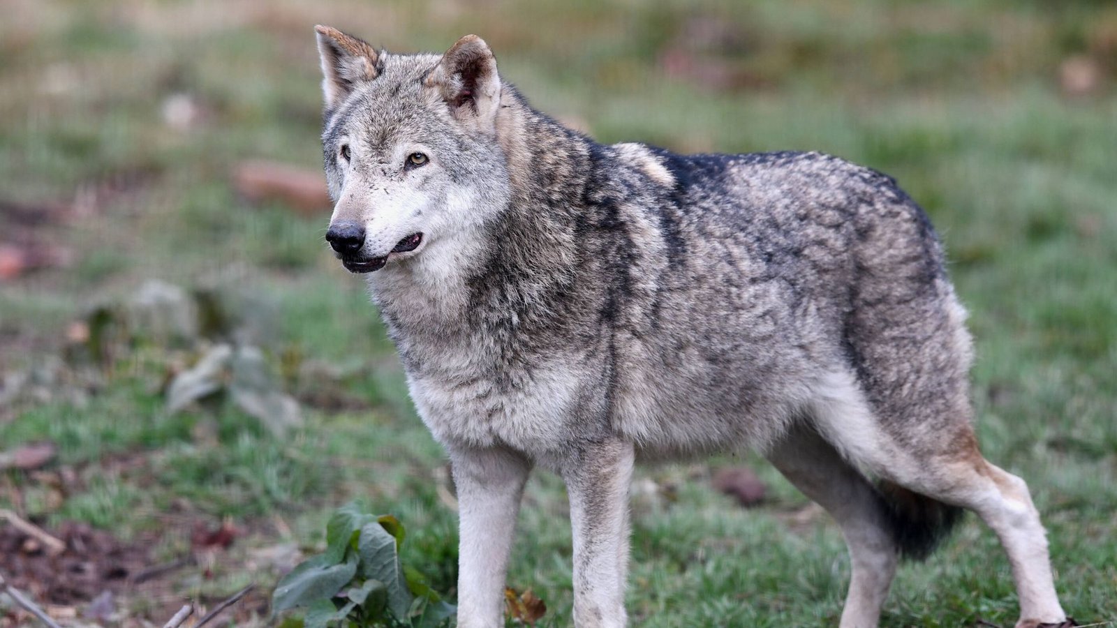 Der Wolf dürfe sich „nicht unkontrolliert“ ausbreiten, fordert die Fraktion der FDP und DVP im Landtag.Foto: imago/Ulmer Pressebildagentur Der Wolf dürfe sich „nicht unkontrolliert“ ausbreiten, fordert die Fraktion der FDP und DVP im Landtag.Foto: imago/Ulmer Pressebildagentur