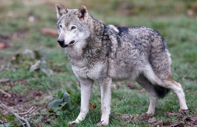 Der Wolf dürfe sich „nicht unkontrolliert“ ausbreiten, fordert die Fraktion der FDP und DVP im Landtag.<span class='image-autor'>Foto: imago/Ulmer Pressebildagentur</span>