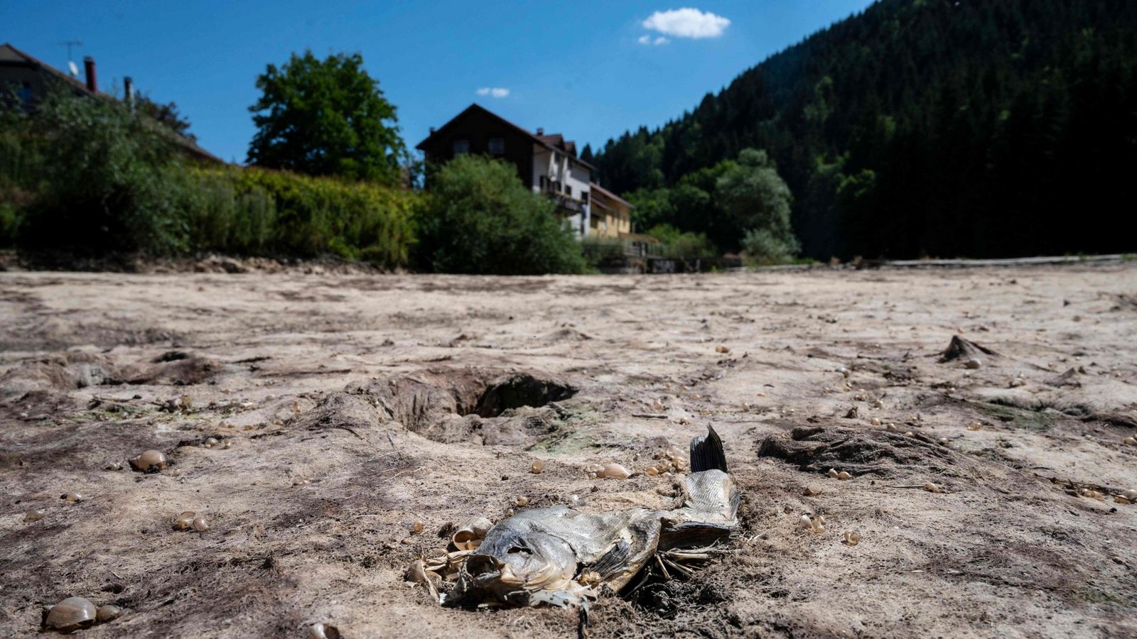 Ein toter Fisch liegt im ausgetrockneten Flussbett des Doubs in Maisons-du-Bois-Lièvremont in Ostfrankreich.Foto: AFP/SEBASTIEN BOZON