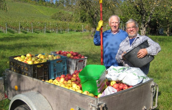 Rentner des Posaunenchors Mühlacker sammeln Mostäpfel auf. Foto: p