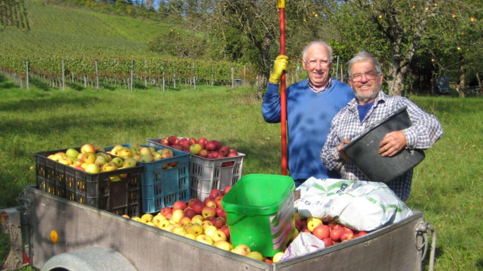 Rentner des Posaunenchors Mühlacker sammeln Mostäpfel auf. Foto: p