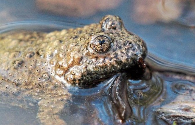 Keiner hat schönere Pupillen: Die Gelbbauchunke blickt durch Herzchen in die Welt. Rudi Thalhäuser aus Gündelbach hat den geschützten Lurch fotografiert.