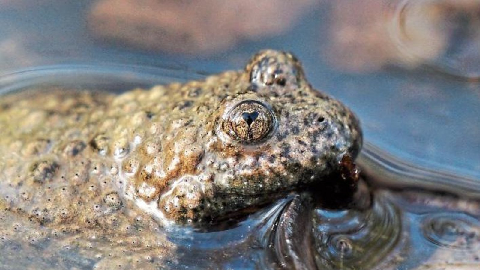 Keiner hat schönere Pupillen: Die Gelbbauchunke blickt durch Herzchen in die Welt. Rudi Thalhäuser aus Gündelbach hat den geschützten Lurch fotografiert. Keiner hat schönere Pupillen: Die Gelbbauchunke blickt durch Herzchen in die Welt. Rudi Thalhäuser aus Gündelbach hat den geschützten Lurch fotografiert.