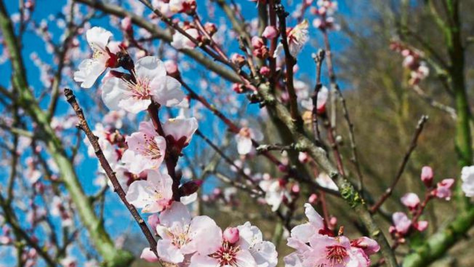 Diese schöne Mandelblüte in den Diefenbacher Weinbergen hat Erwin Lorch aus Häfnerhaslach entdeckt.