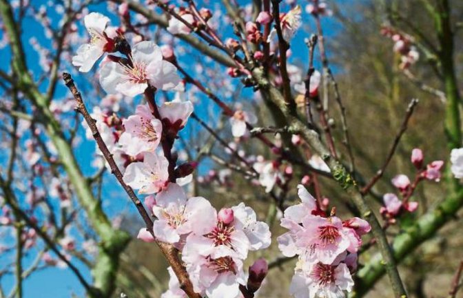 Diese schöne Mandelblüte in den Diefenbacher Weinbergen hat Erwin Lorch aus Häfnerhaslach entdeckt.