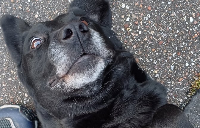 Viele Hunde leiden unter einem chronischen Streicheldefizit – oder erwecken zumindest den Anschein, dass dem so wäre. Exemplarisch hier Hündin Lia aus Aurich. <span class='image-autor'>Foto: Rücker</span>