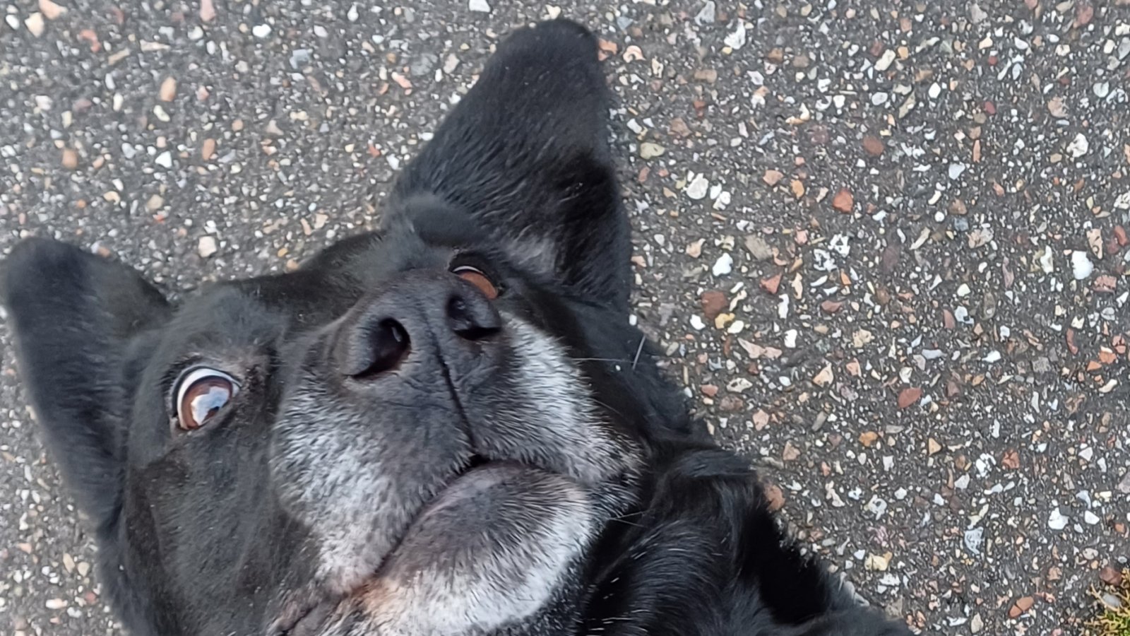 Viele Hunde leiden unter einem chronischen Streicheldefizit – oder erwecken zumindest den Anschein, dass dem so wäre. Exemplarisch hier Hündin Lia aus Aurich. Foto: Rücker Viele Hunde leiden unter einem chronischen Streicheldefizit – oder erwecken zumindest den Anschein, dass dem so wäre. Exemplarisch hier Hündin Lia aus Aurich. Foto: Rücker